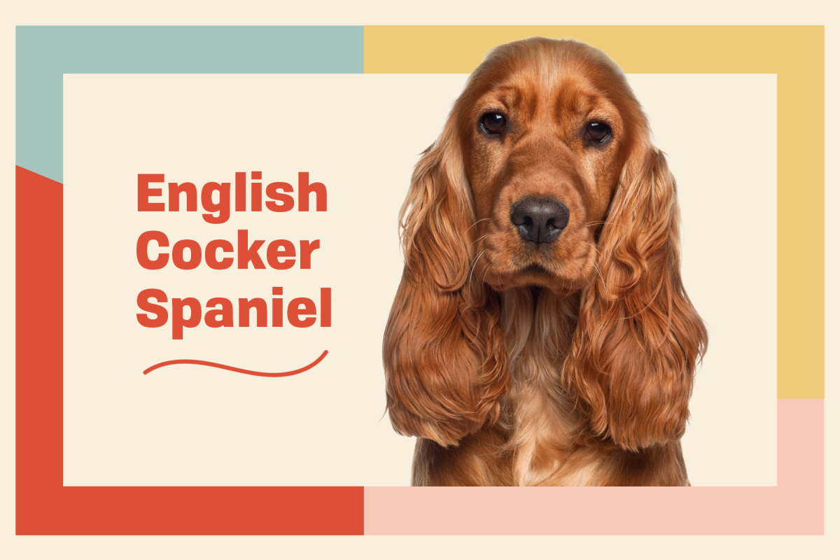 English Cocker Spaniel