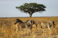 <p>A herd of zebras graze in the plains near the Okaukuejo camp of Etosha National Park. (Photo: Gordon Donovan/Yahoo News) </p>