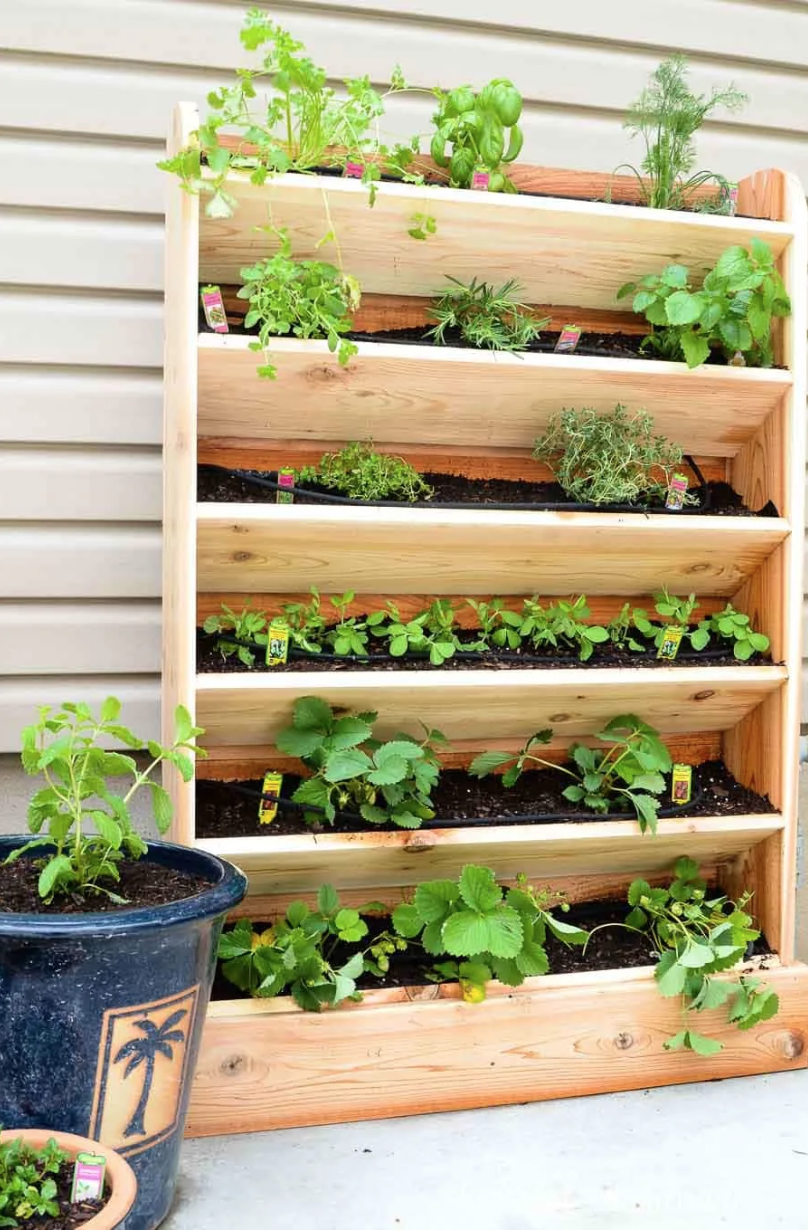 herb garden ideas drip watering system