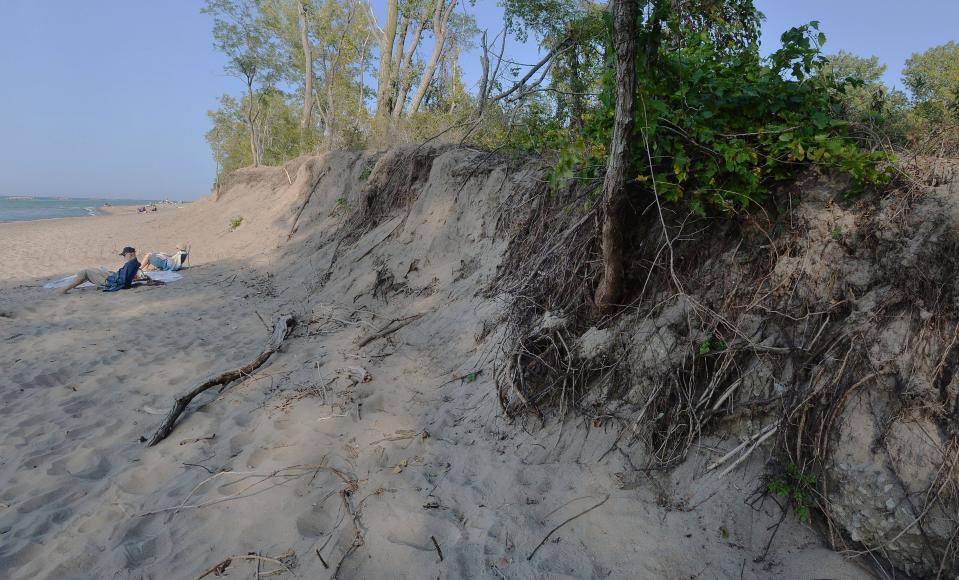 Due to erosion, the roots of cottonwood trees are exposed near Presque Isle State Park's Beach 6 on Sept. 25, 2020. Record-high water levels for Lake Erie were recorded for several months that year.