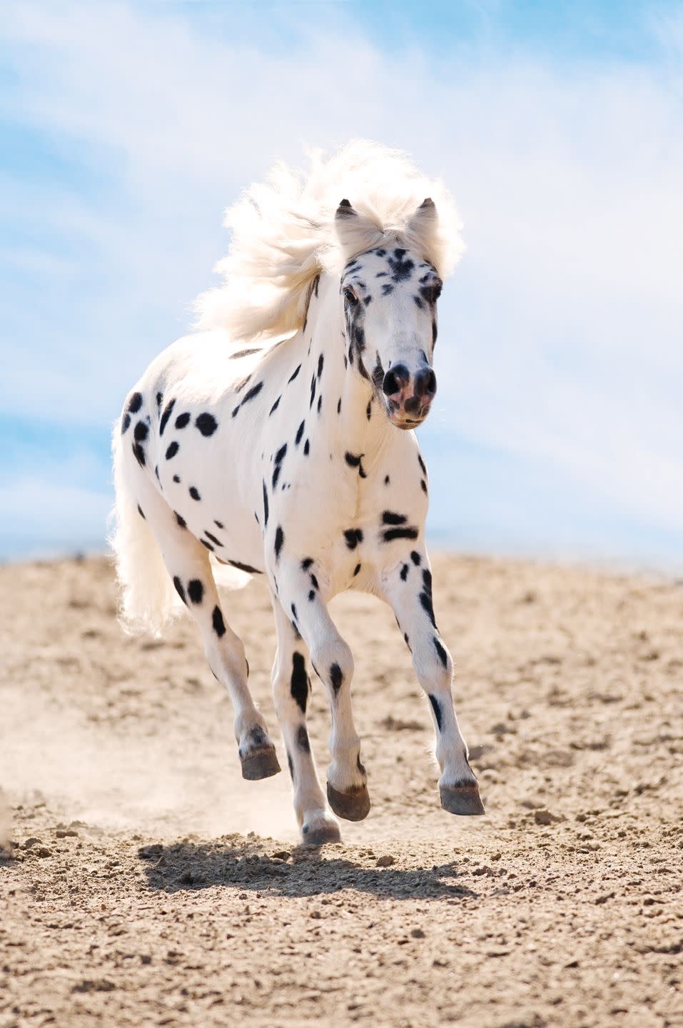 appaloosa pony