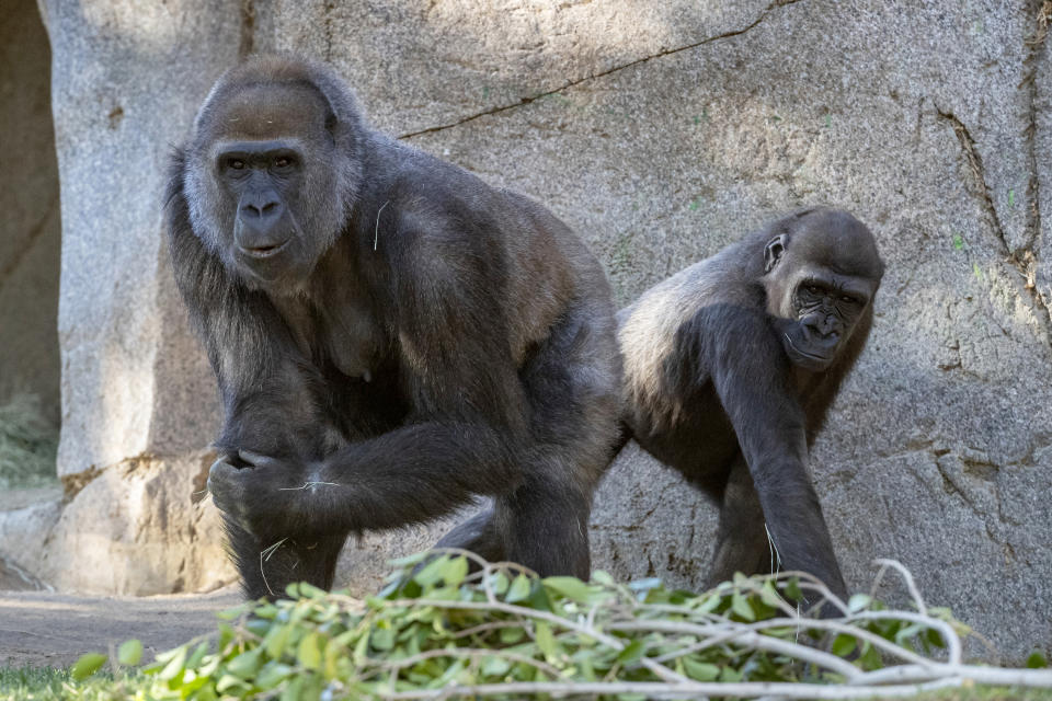 In this January 2021 photo provided by the San Diego Zoo, Leslie, a silverback gorilla, left, and a gorilla named Imani are seen in their enclosure at the San Diego Zoo Safari Park in Escondido, Calif. They are among several gorillas at the San Diego Zoo Safari Park that are expected to make a full recovery weeks after testing positive for the coronavirus, including one who received antibody treatment. Safari Park executive director Lisa Peterson said the eight western lowland gorillas were likely exposed by a zookeeper who tested positive for COVID-19 in early January. (Ken Bohn/San Diego Zoo Global via AP)