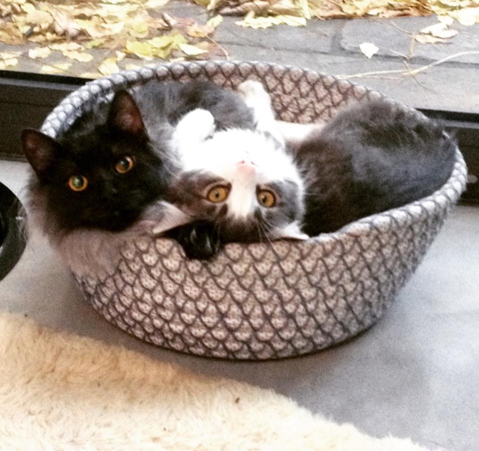 Dermot and his wife rescued strays Silver and Toto from Spain. Copyright: [Instagram]
