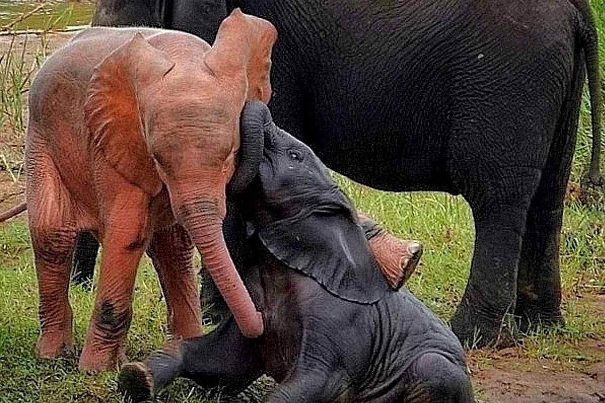 The elephant's trunk and its uses have baffled scientists and public alike