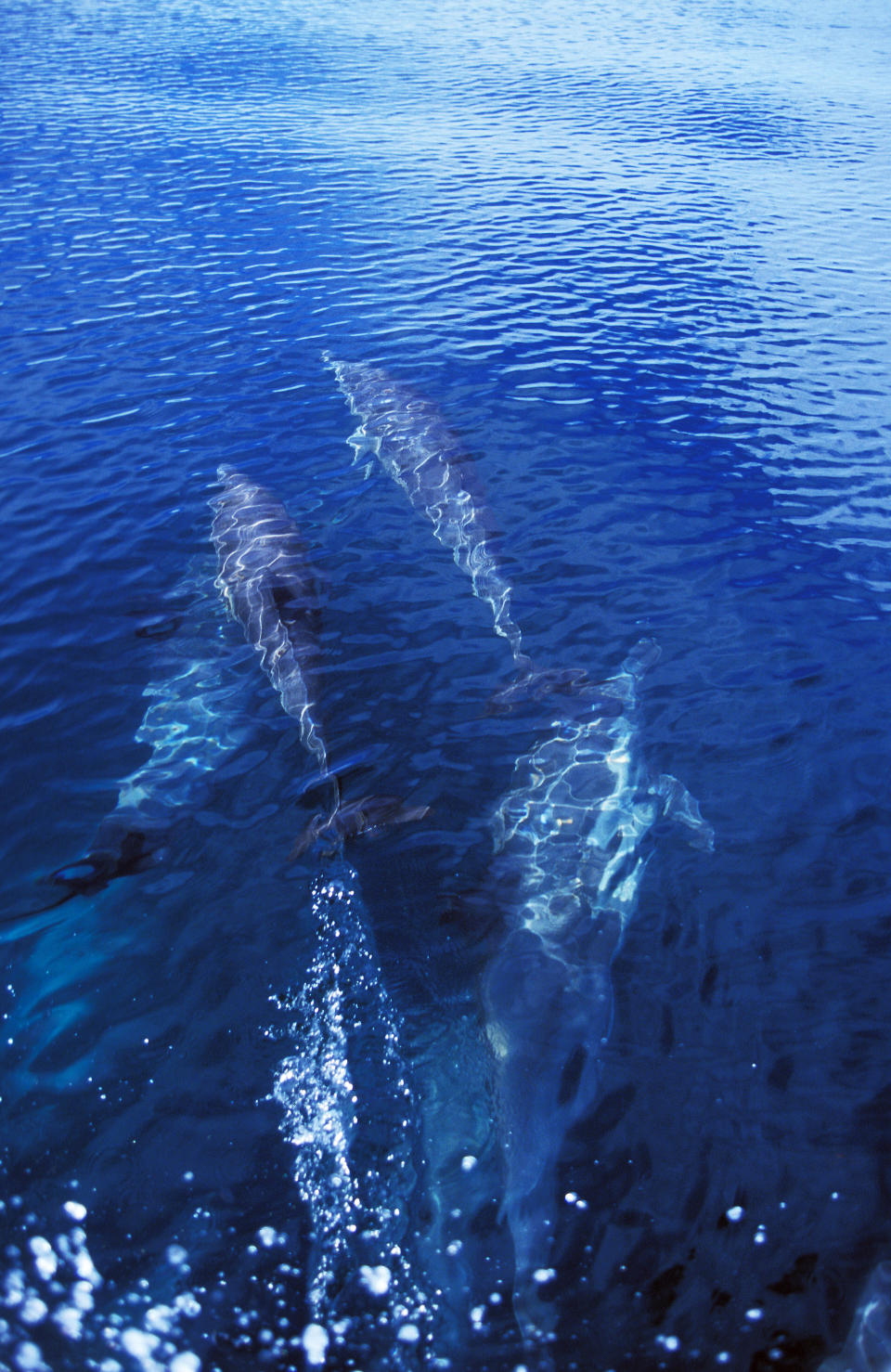 dolphins swimming