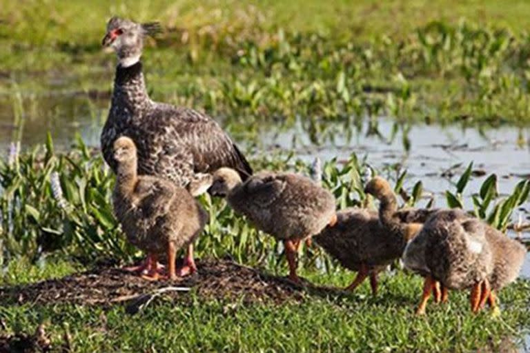 Un chajá y sus crías en los Esteros del Iberá