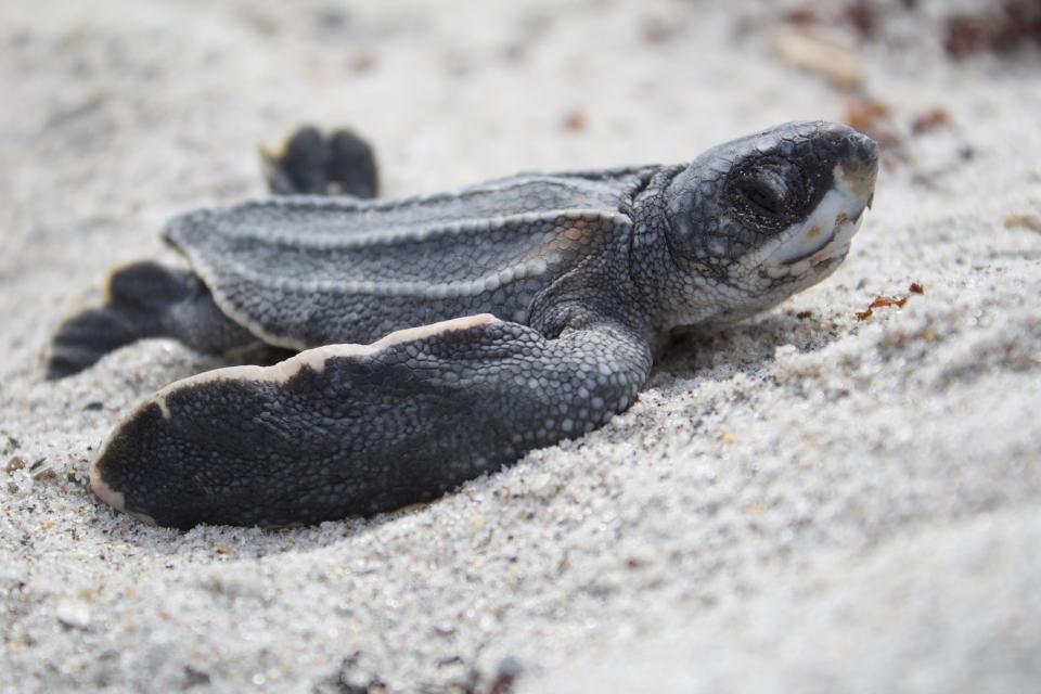 A leatherback turtle hatchling crawls over the sand on a Florida beach at the Archie Carr National Wildlife Refuge, in this photo taken under permit numbers 186 and 171, held by the University of Central Florida's Marine Turtle Research Group.