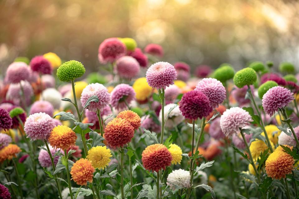 fresh chrysanthemum flower