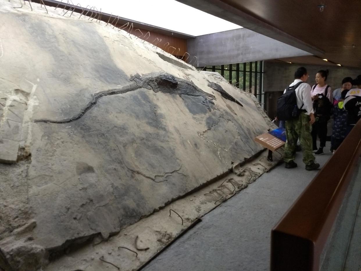 An ancient four-metre-long reptile, that was well-preserved in the stomach of a slightly larger marine carnivore: PA