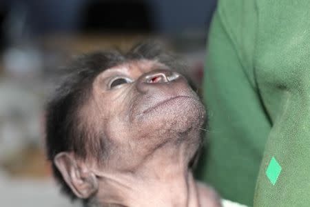 A baby female Western lowland gorilla is seen in this handout photograph dated February 17, 2016, and released by Bristol Zoo in Britain to Reuters on February 23, 2016. REUTERS/Bristol Zoo/Handout via Reuters