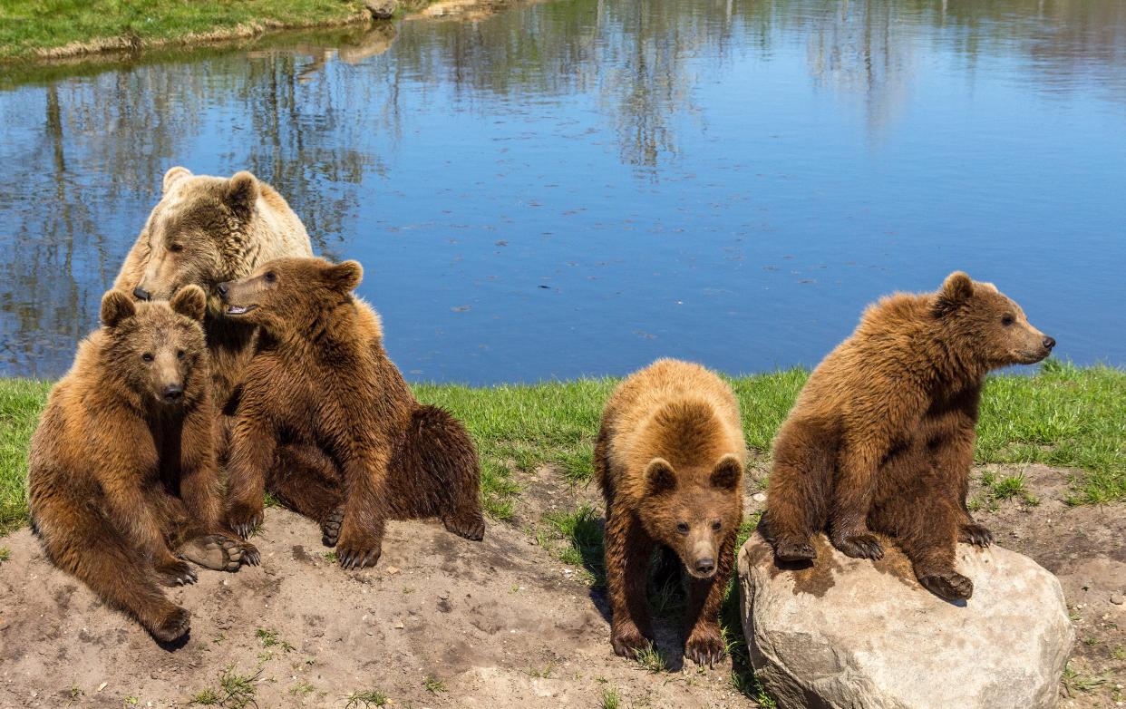 Stock photo of five bears sitting by the water