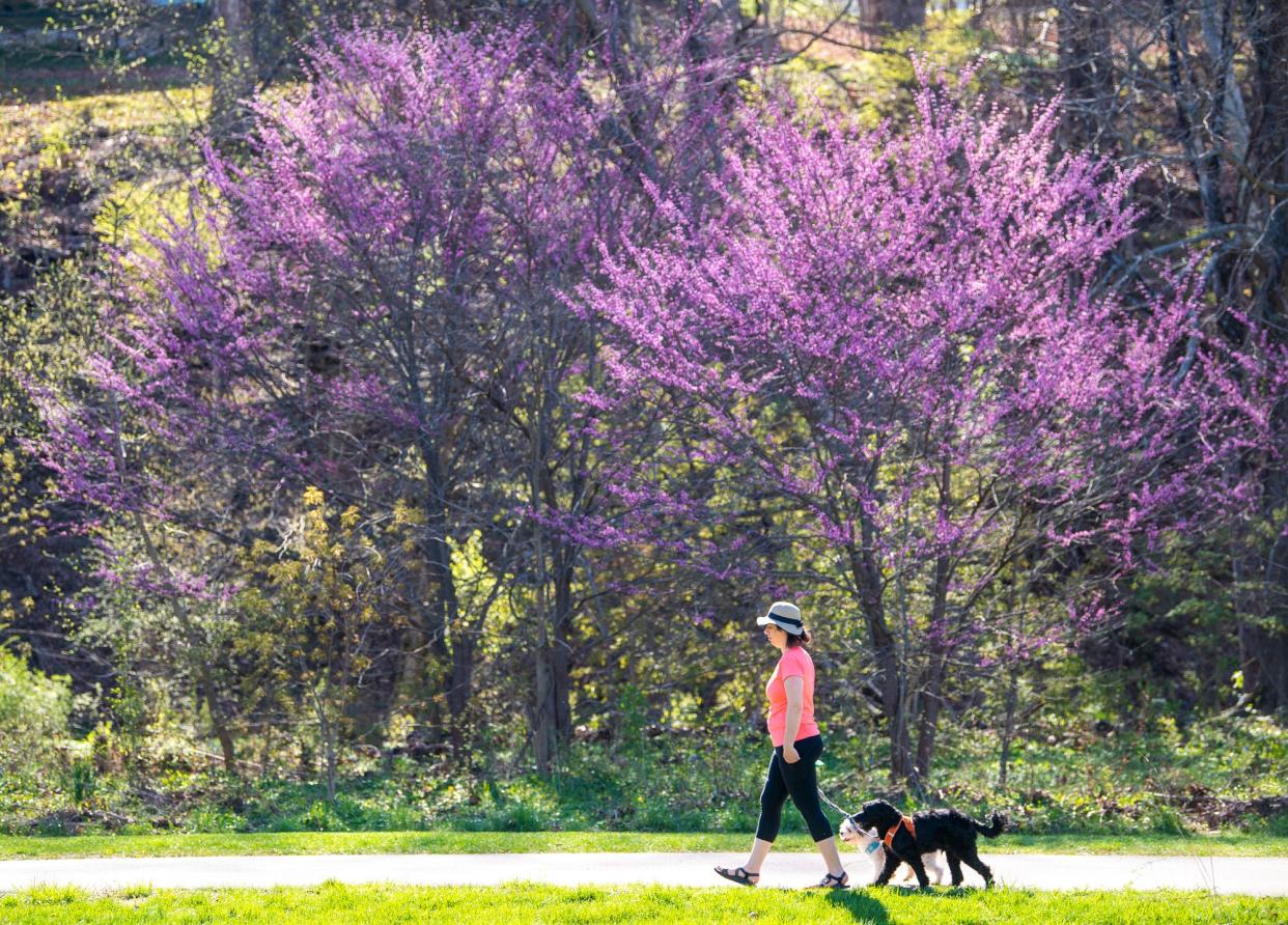 A woman walks her dogs along the path at the soon-to-be Rogers Family Park on Tuesday, April 11, 2023.