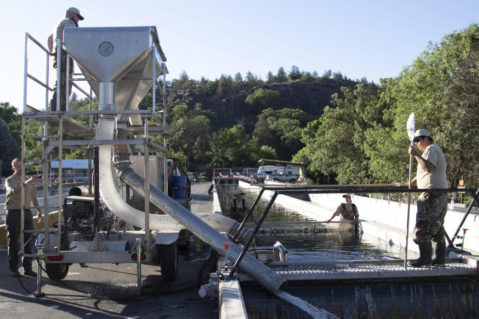 In this photo provided by the California Department of Fish and Wildlife, hatchery workers pump juvenile Chinook salmon into a hatchery truck at the Iron Gate Fish Hatchery in Siskiyou County, Calif. before their relocation on July 7, 2021. Recently California fish and wildlife officials decided not to release more than 1 million hatchery-raised baby chinook salmon into the wild, and instead drove them to several hatcheries that could host them until Klamath River conditions improve. (Travis VanZant/CDFW via AP)​