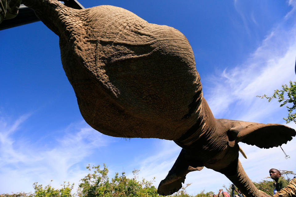 Hoisting away an elephant