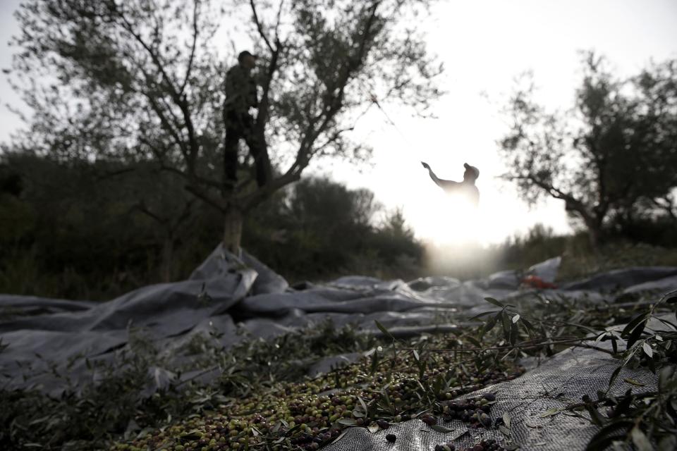 Romanian workers gather olives at an olive grove in Anthonas village, about 340 kilometers (211 miles) west of Athens, Greece on Friday, Nov. 29, 2013. The Paris-based Organization of Economic Cooperation and Development is advising Greece allow the sale of olive oil blended with other vegetable oils in Greek supermarkets to make the industry more competitive. The practice is currently banned by law. (AP Photo/Petros Giannakouris)