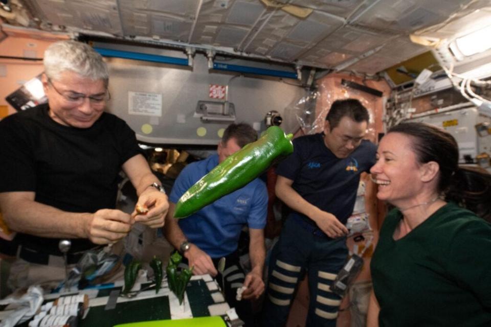 A green chile pepper is seen floating as Expedition 66 crew members conduct a taste test as part of the Plant Habitat-04 investigation aboard the International Space Station. The chile peppers started growing on July 12, 2021, and represent one of the longest and most challenging plant experiments attempted aboard the orbiting laboratory.