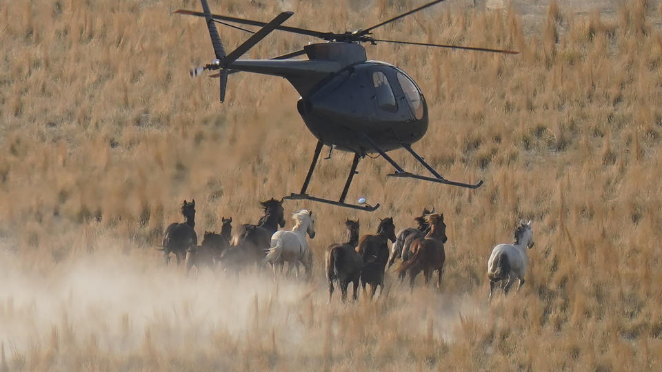 A helicopter pushes wild horses during a roundup on July 14, 2021, near U.S. Army Dugway Proving Ground, Utah. Federal land managers are increasing the number of horses removed from the range this year during a historic drought. They say it's necessary to protect the parched land and the animals themselves, but wild-horse advocates accuse them of using the conditions as an excuse to move out more of the iconic animals to preserve cattle grazing. (AP Photo/Rick Bowmer)