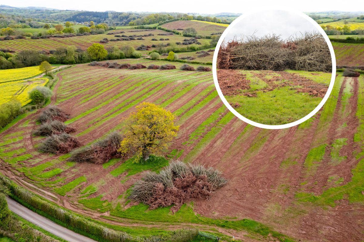 Heineken 'levelled' Penrhos Orchard, on the Offa's Dyke path in Monmouthshire <i>(Image: SWNS)</i>
