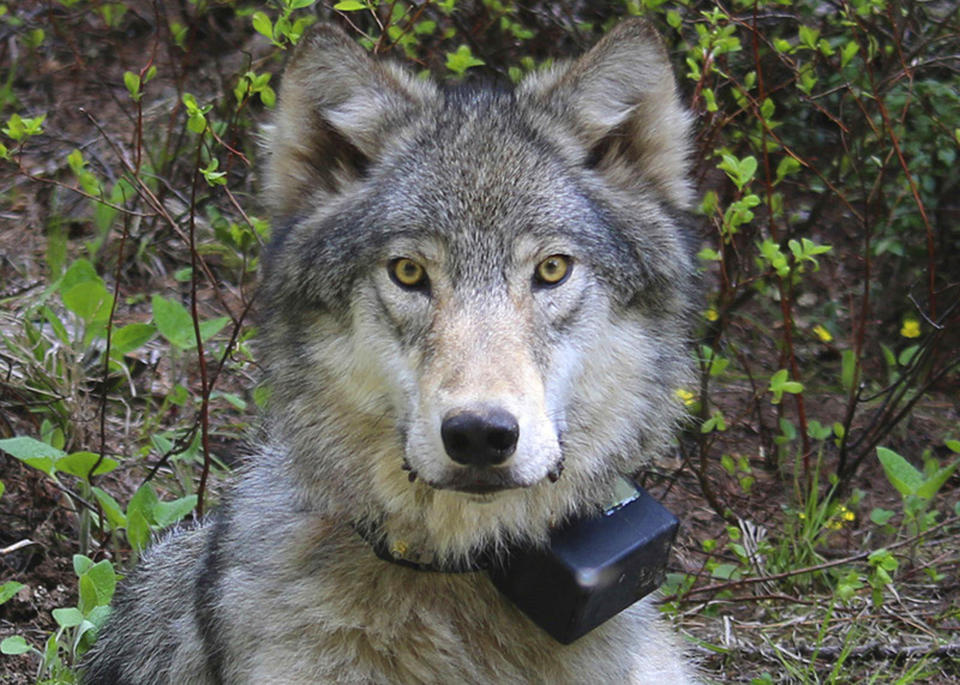 FILE - This March 13, 2014 file photo provided by the Oregon Department of Fish and Wildlife shows a female wolf from the Minam pack outside La Grande, Ore., after it was fitted with a tracking collar. A federal proposal to take the gray wolf off the endangered species list has divided states in the West, and has even exposed conflicting views among top officials in Oregon. The governor said Thursday, May 16, 2019, it's critically important that range-wide recovery efforts for wolves across the West be maintained. (Oregon Department of Fish and Wildlife via AP, File)