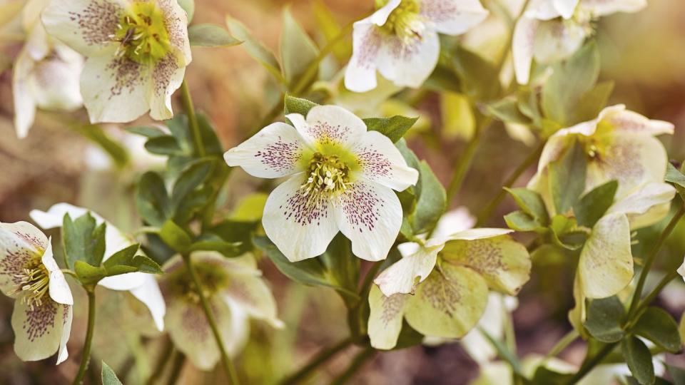 beautiful spring flowering hellebore flowers also known as lenten roses or christmas roses