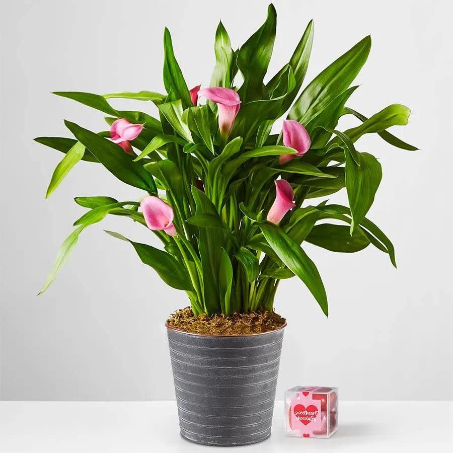 16) Pink Calla Blooming Plant