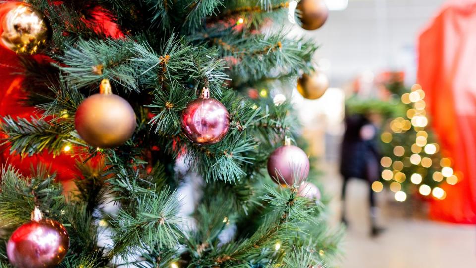 Ein Weihnachten ohne Baum ist für viele Menschen undenkbar, doch welcher ist am nachhaltigsten? (Bild: dpa)