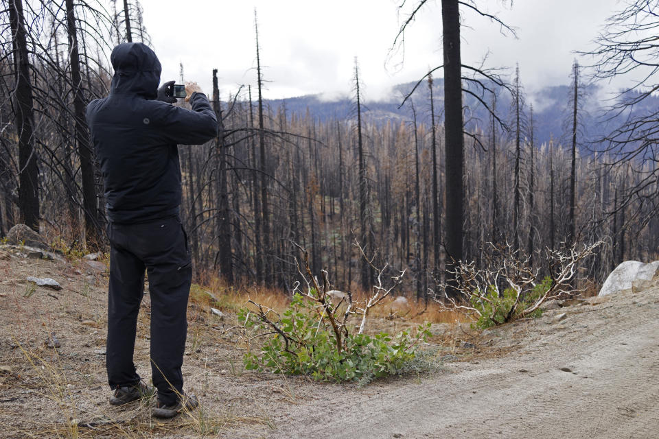 Hugh Safford, an environmental science and policy researcher at the University of California, Davis, takes a photo on Oct. 22, 2022, of trees torched by the 2021 Caldor Fire in Eldorado National Forest, Calif., near Lake Tahoe. Scientists say forest is disappearing as increasingly intense fires alter landscapes around the planet, threatening wildlife, jeopardizing efforts to capture climate-warming carbon and harming water supplies. (AP Photo/Brian Melley)