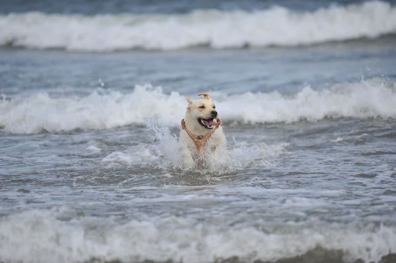 Owners face a fine if they walk their dog on the banned beach areas this summer