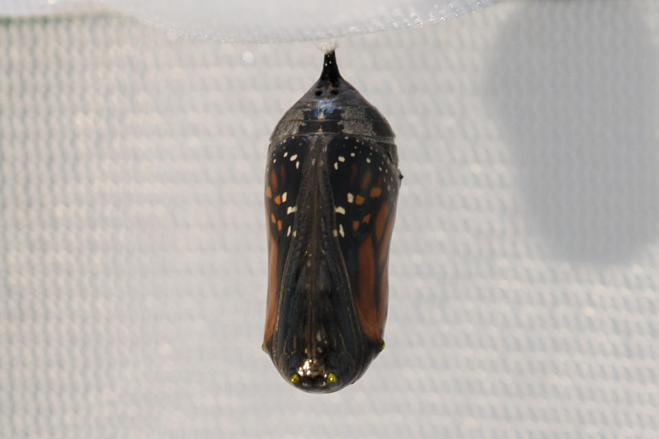 A monarch butterfly wing pattern is seen through the transparent chrysalis in Washington, Sunday, June 2, 2019. Farming and other human development have eradicated state-size swaths of its native milkweed habitat, cutting the butterfly's numbers by 90% over the last two decades. It is now under considered for listing under the Endangered Species Act. (AP Photo/Carolyn Kaster)