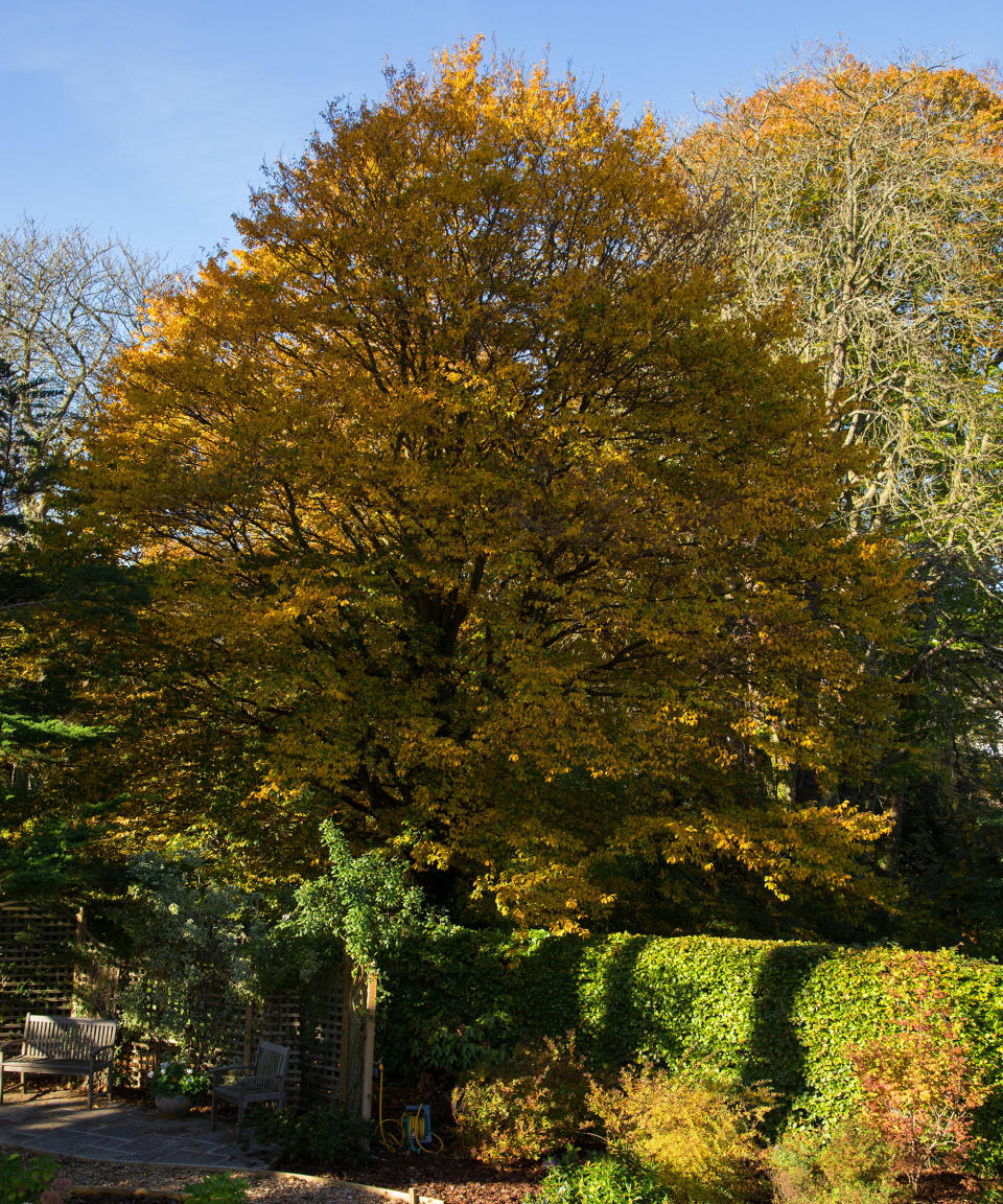 3. Hornbeam