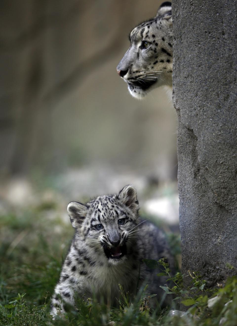 A three month old snow leopard cub and his mother Sarani are seen at the Brookfield Zoo in Brookfield, Illinois