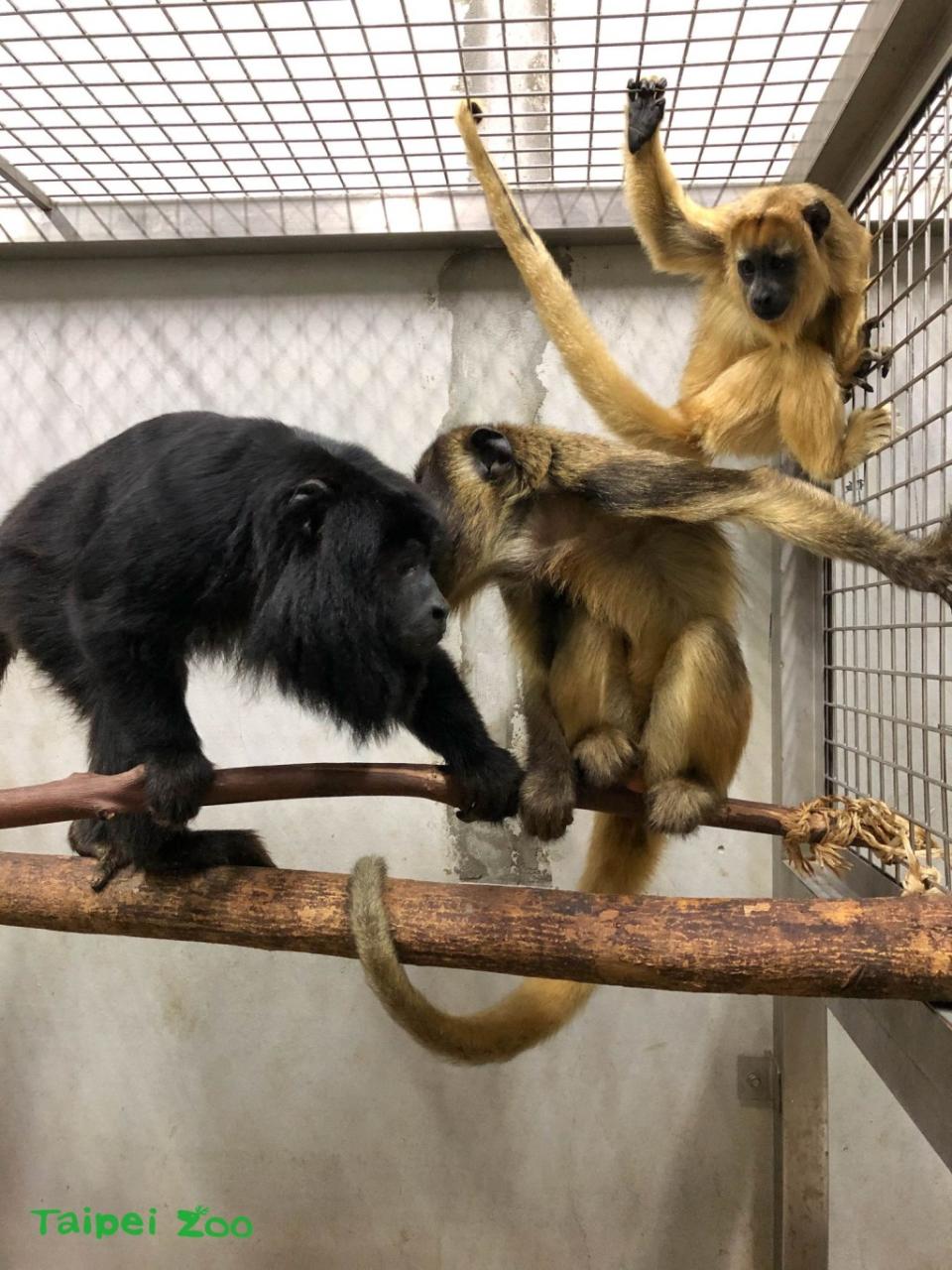 北市動物園新朋友來了！從新加坡引進「金頭獅狨」、「黑吼猴」 預計5月中旬見客