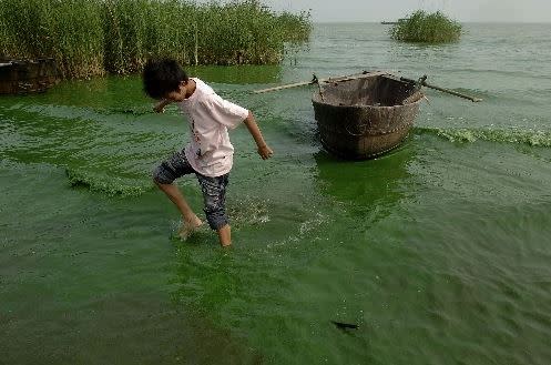 洪災嚴重的安徽巢湖地區，近日因藍藻大量繁殖，竟開始飄出陣陣的「屍臭味」。（圖／翻攝中國政府網）