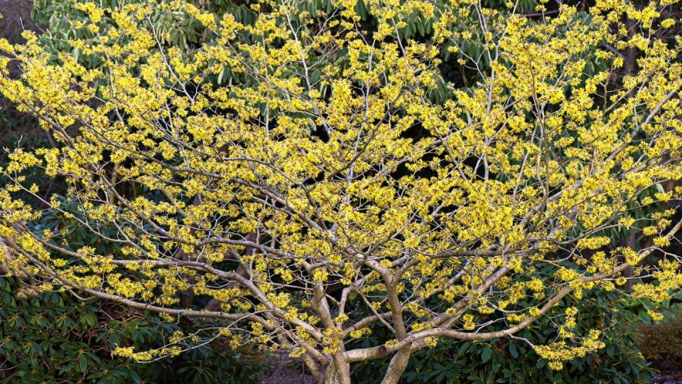 the spring flowering yellow blooms of witch hazel hamamelis x intermedia 'brandis'