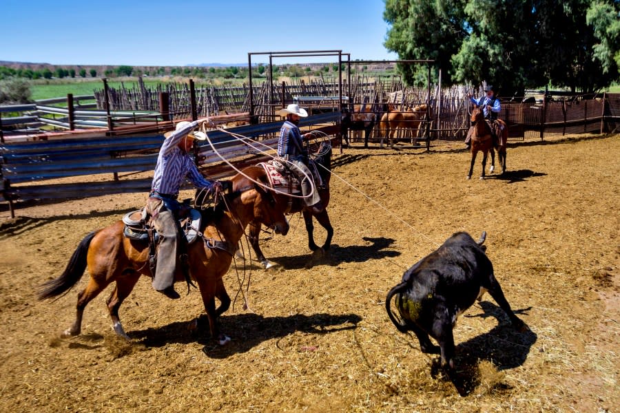 Ranch hands rope a bull on the Bundy ranch, Tuesday, April 9, 2024, in Bunkerville, NV. Ten years have passed since hundreds of protesters including armed riflemen answered a family call for help which forced U.S. agents and contract cowboys to abandon an effort to round up family cattle in a dispute over grazing permits and fees. Despite federal prosecutions, no family members were convicted of a crime. (AP Photo/Ty ONeil)