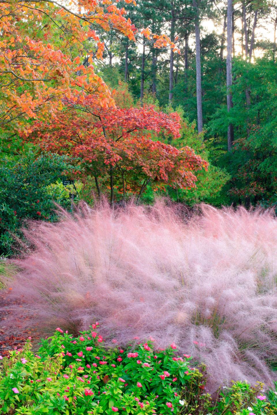 Pink Muhly Grass