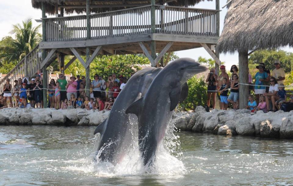 Dolphin Research Center in Grassy Key.