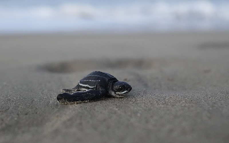 A Cardon sea turtle hatchling heads to the ocean. The turtle is shown very close up as it makes its way across the sand