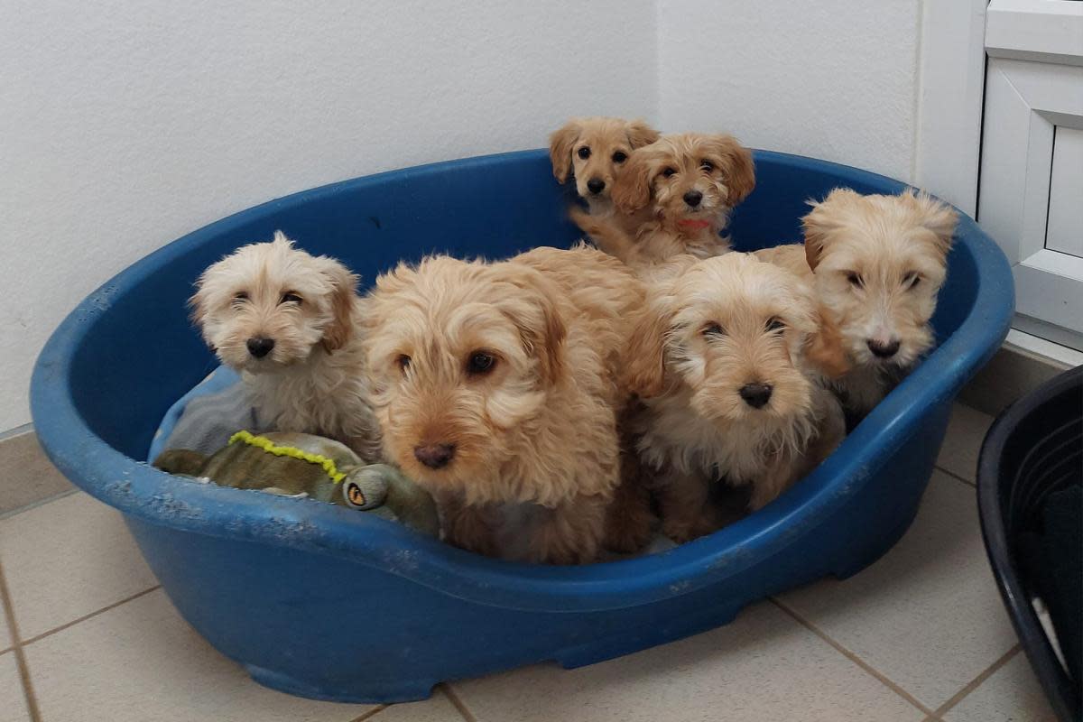 Six puppies on the day they arrived at Bath Cats and Dogs Home <i>(Image: Bath Cats and Dogs Home)</i>