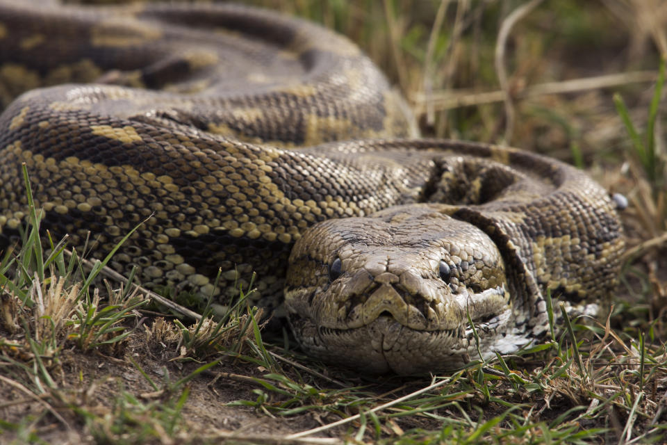 African rock python head portrait (Python sebae). Maasai Mara National Reserve, Kenya. Sep 2008.