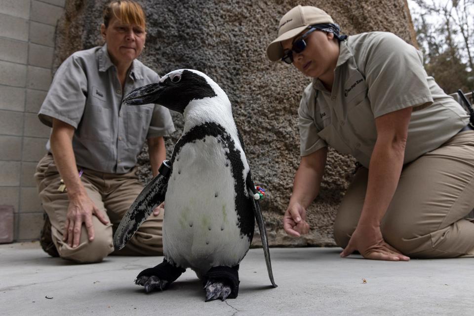 San Diego Zoo Penguin Gets Fitted with Custom Orthopedic Footwear