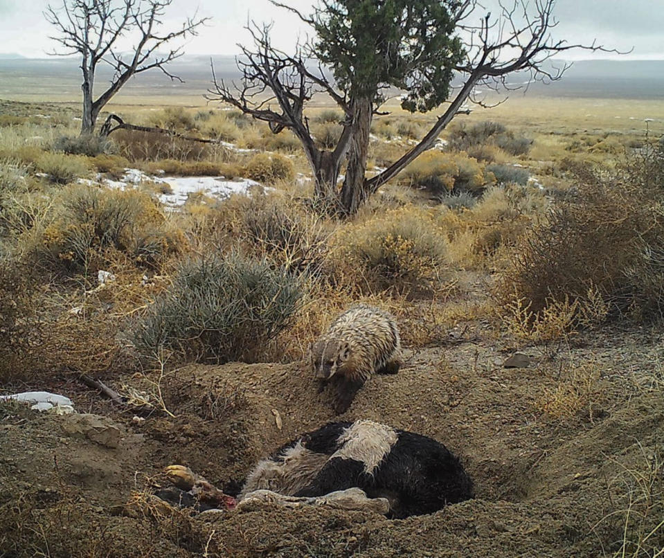 Little Badger Buries Entire Cow — on Camera