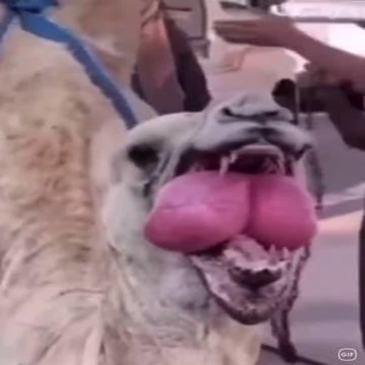 closeup of a camel's dulla