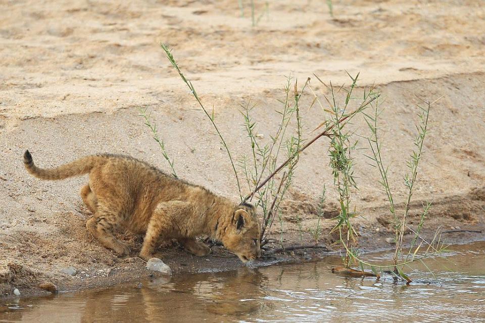 A lion cub drinks at the bank of the Makhutswi River at sunrise in the Edeni Game Reserve near Kruger National Park in South Africa.