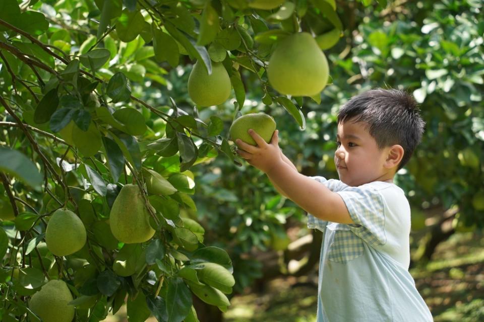 《圖說》目前正值文旦柚產季，新北市農業局推薦大家至八里採文旦柚一日遊。〈農業局提供〉