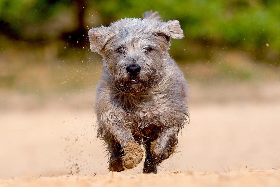  Irish Glen of Imaal Terrier running in the sand