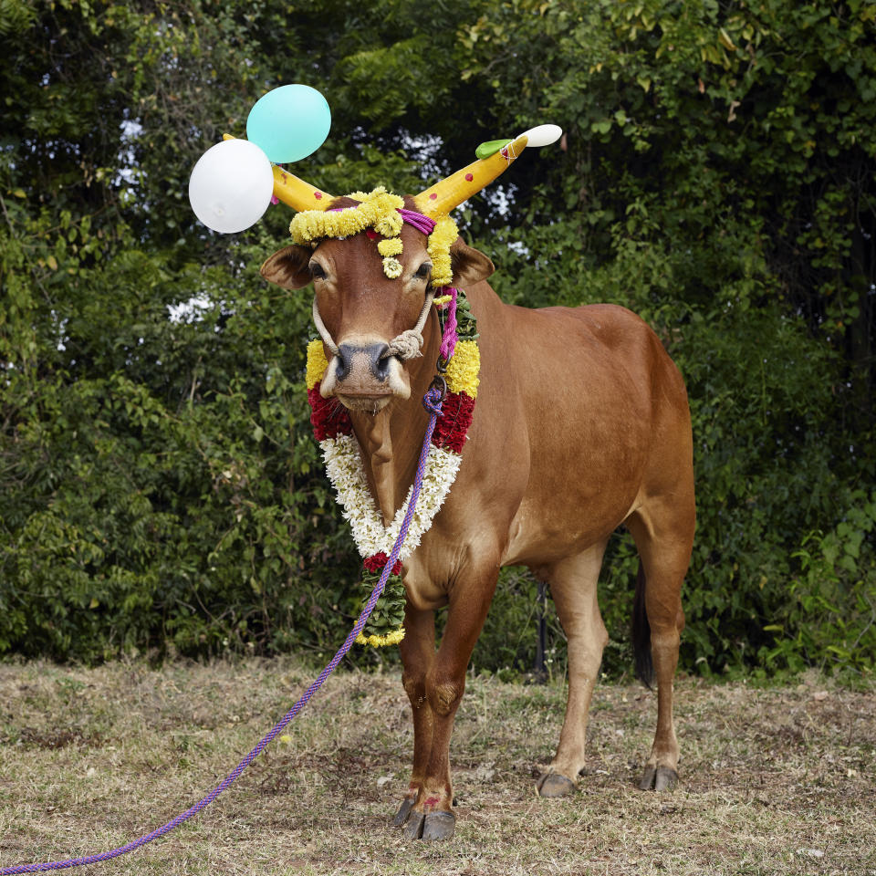 Mattu Pongal 7. Kananthampoondi, Tamil Nadu, India, 2014