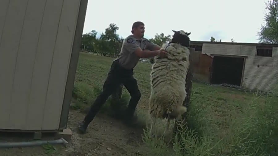 An animal officer catches a big, fluffy sheep in mid-air