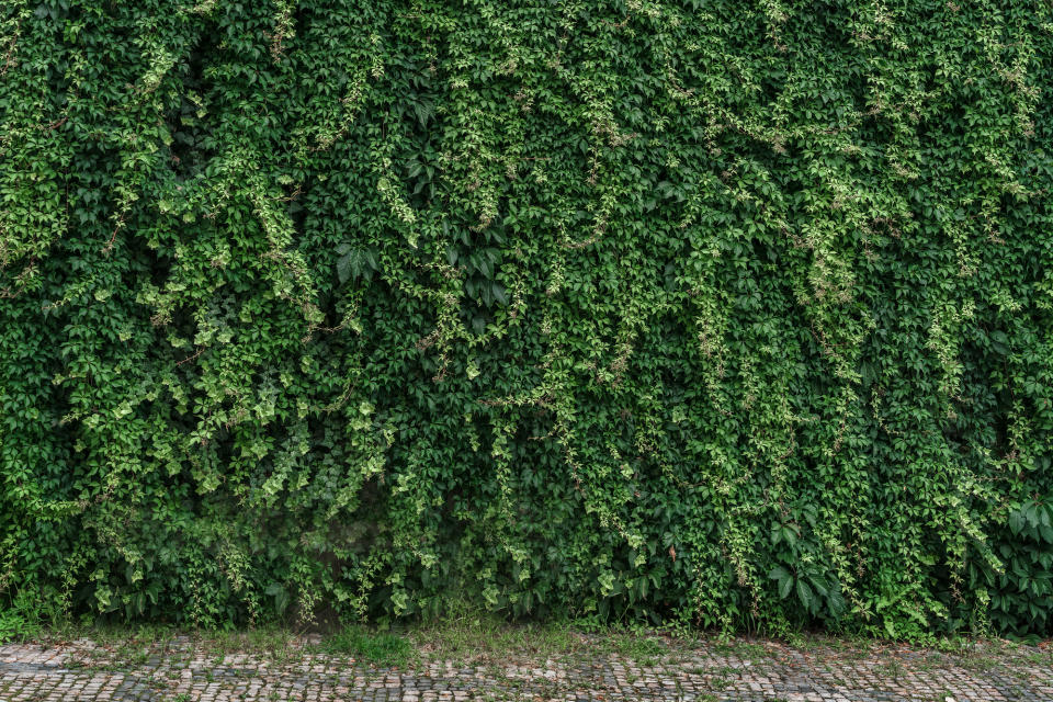 A wall of English ivy