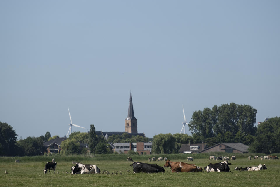 Some of Jaap Zegwaard's herd of 180 cattle, mostly black and white Holstein-Friesians, graze in fields behind his milking barns in Maasland, near Rotterdam, Netherlands Friday, July 8, 2022. (AP Photo/Mike Corder)